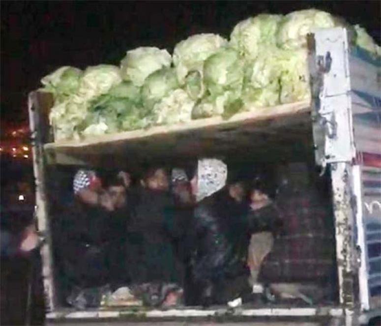 Lahana yüklü kamyonette 38 kaçak göçmen yakalandı 