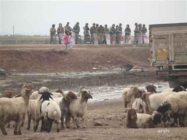 Jandarma sınırda kaçak hayvan ele geçirdi