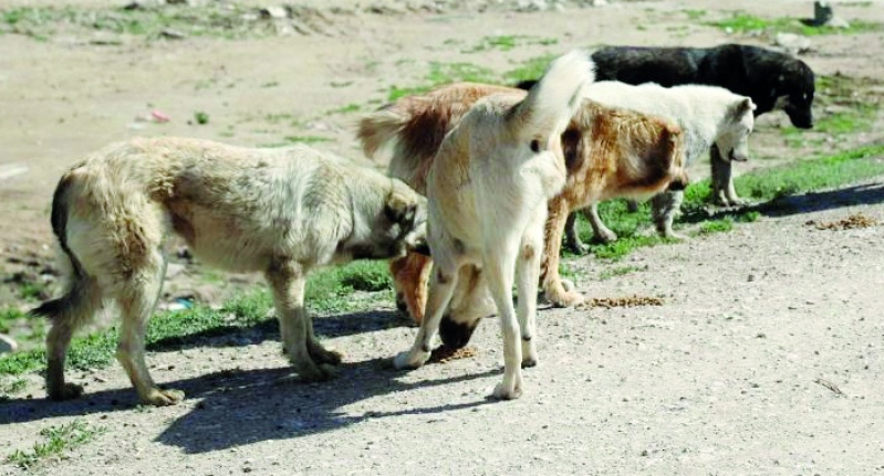 Van'daki sokak köpekleri tehlike saçıyor