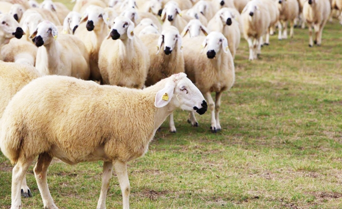 Van, koyun sayısındaki rekorunu koruyor
