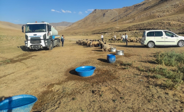 Gürpınar Belediyesi susuz kalan koyun sürüsü için seferber oldu