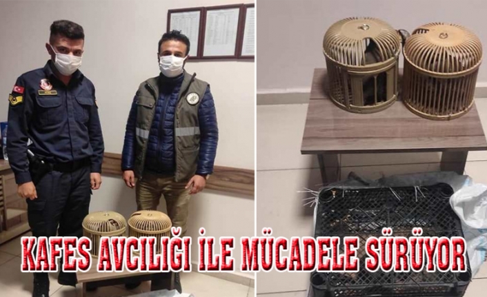 Erciş'te kaçak avlanmış 5 kınalı keklik ele geçirildi