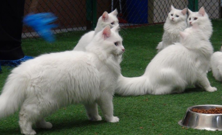 Van kedisi dünyanın en güzel kedileri arasında yerini aldı