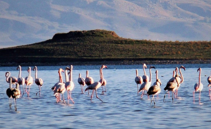 Çelebibağ flamingo alanı, koruma altına alındı