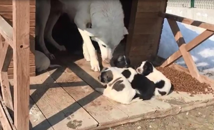 Annesiz kalan yavru köpekleri, başka bir anne köpek sahiplendi