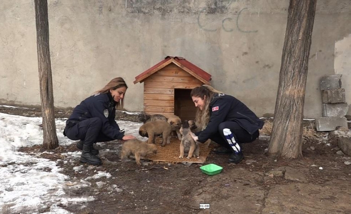 Erciş Belediyesi'nden sokak hayvanları için kulübe