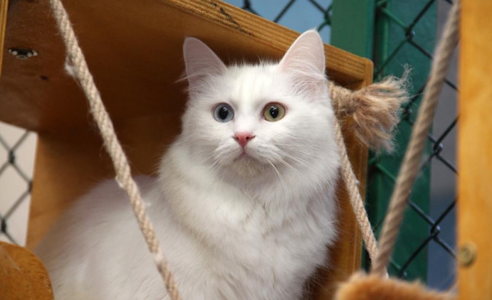 Van kedileri yılda üç kez ‘kızgınlık dönemine’ giriyor