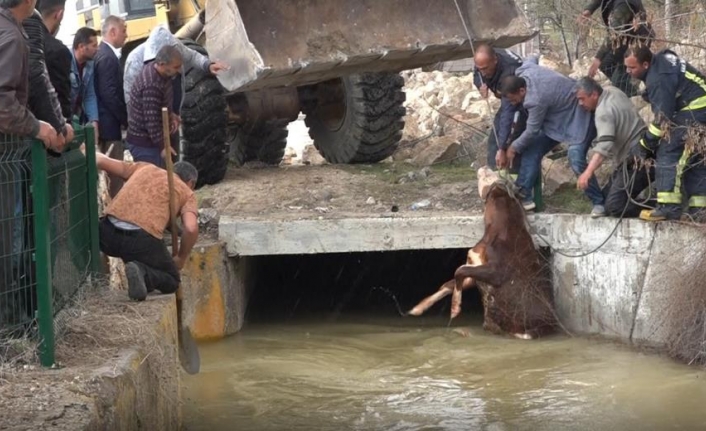 Sulama kanalına düşen hayvanlar kurtarıldı
