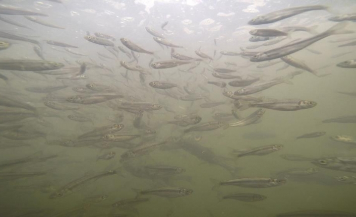 Balıkların Van Gölü’ne dönüş yolculuğu başladı
