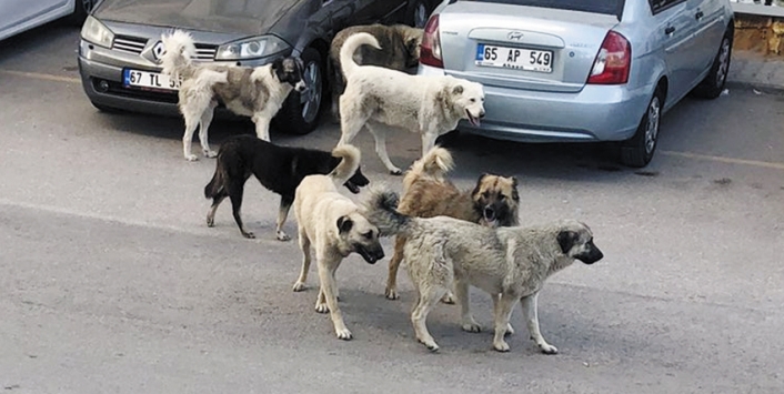 Van'da başıboş köpekler tehlike oluşturuyor