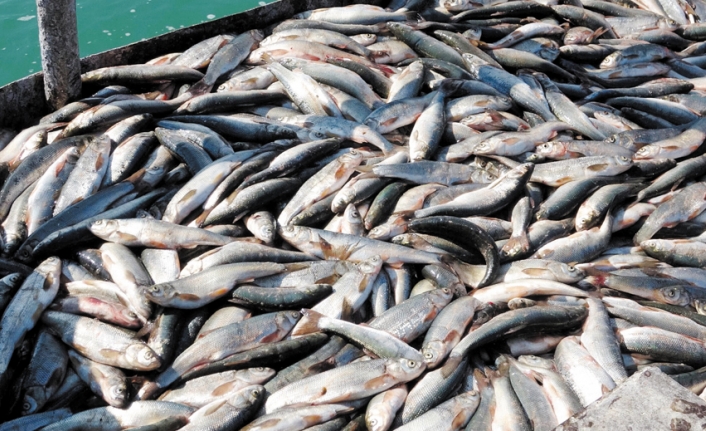 Van Balığı av yasağının sona ermesine sayılı günler kaldı