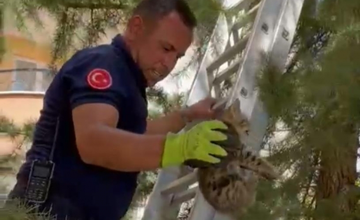 Ağaçta mahsur kalan yavru kedi kurtarıldı