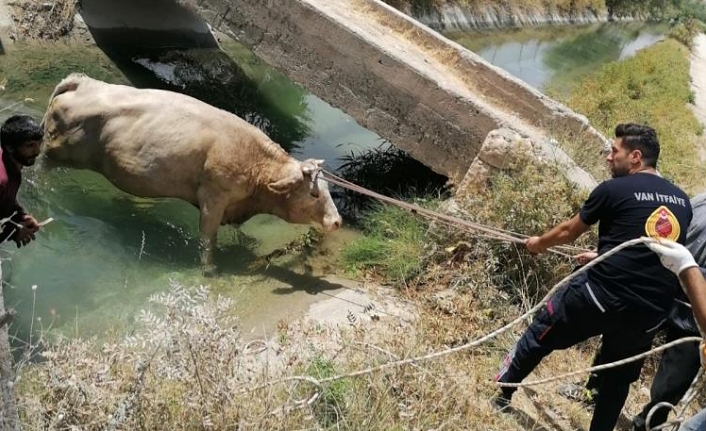 Kanala düşen ineği itfaiye ekipleri kurtardı