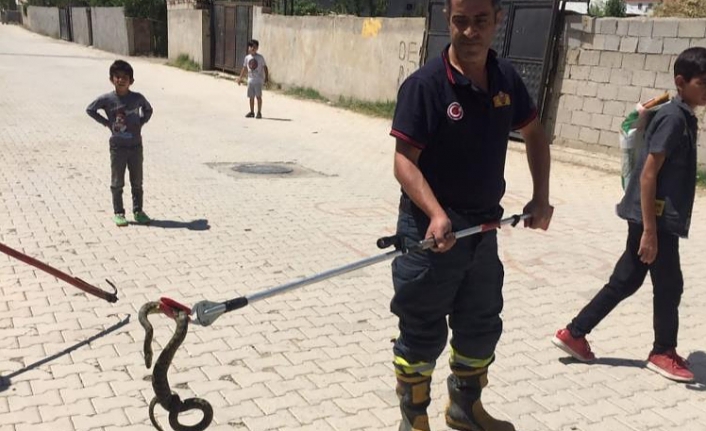 Sokak ortasındaki yılanı itfaiye ekipleri yakaladı