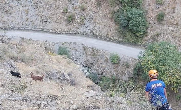 Kayalıklarda mahsur kalan keçiler kurtarıldı