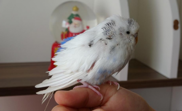 Enkaz altında çıkarılan kuş Van’da tedavi edildi