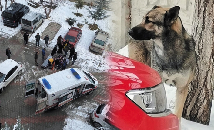 Van'daki köpek saldırısına sert tepkiler