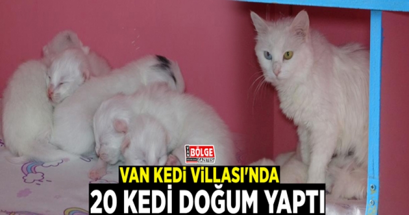 Van Kedi Villası'nda 20 kedi doğum yaptı
