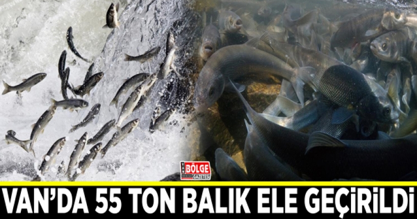 Van’da 55 ton balık ele geçirildi