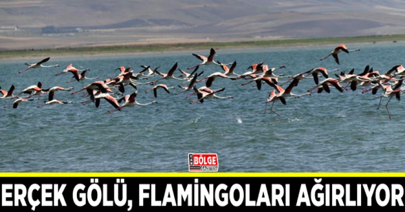 Erçek Gölü, flamingoları ağırlıyor