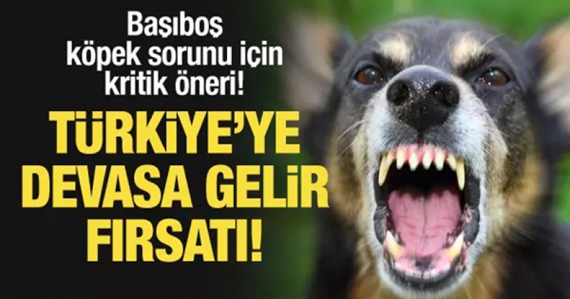 Başıboş köpek sorunu için kritik öneri: Türkiye’ye devasa gelir fırsatı!