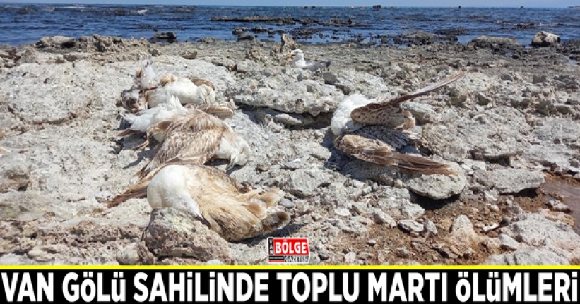 Van Gölü sahilinde toplu martı ölümleri