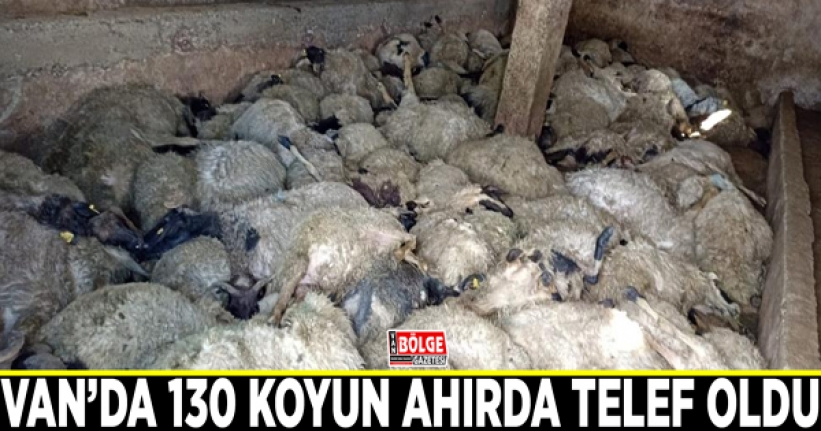 Van’da 130 koyun ahırda telef oldu