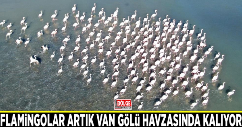 Flamingolar artık Van Gölü havzasında kalıyor
