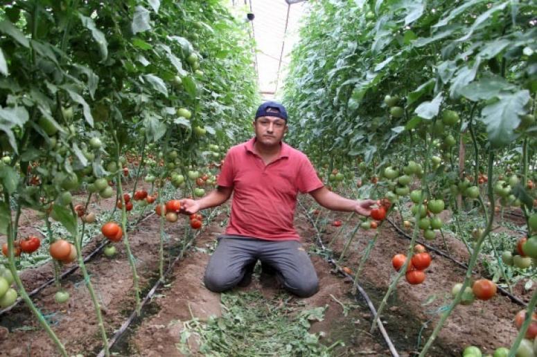 Milyonlarca ton domateste hasat başladı! 