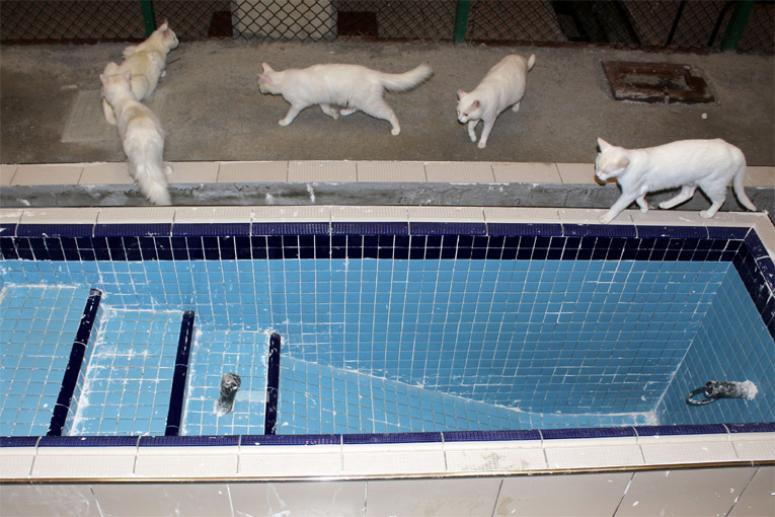 Van Kedileri için beş yıldızlı özel havuz...