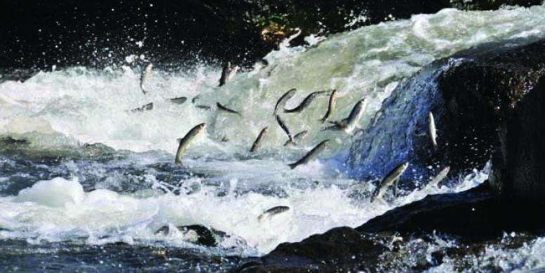 Van'da havalar geç ısınınca balık göçü 15 gün geç başladı 
