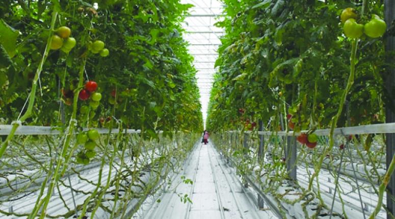 Teknolojik serada üretilen domatesler Avrupa'ya satılıyor