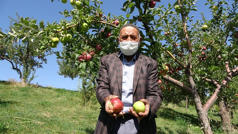 Vanlı üretici tek ağaçta iki farklı türden elma yetiştirdi