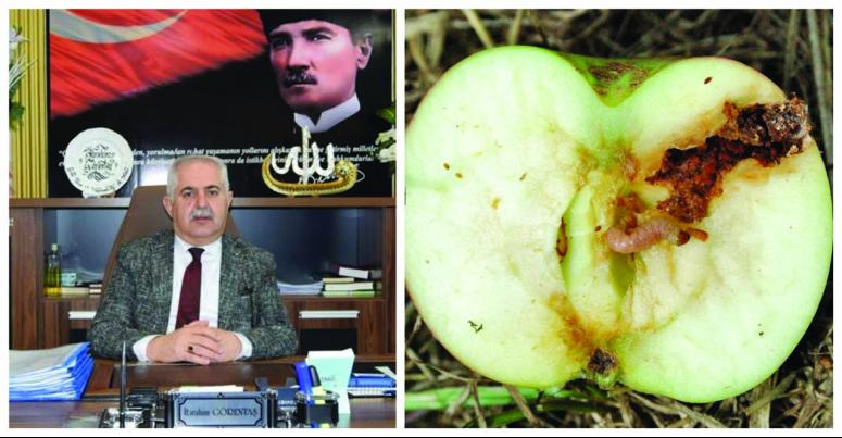 Müdür Görentaş'tan elma üreticisine uyarı 