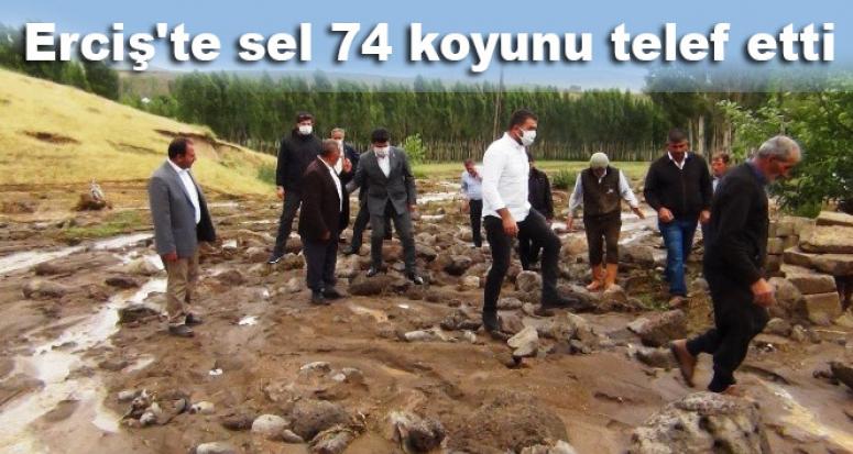 Erciş'teki selde 74 koyun telef oldu