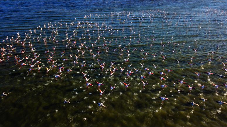 Van Gölü binlerce flamingoya ev sahipliği yapıyor 