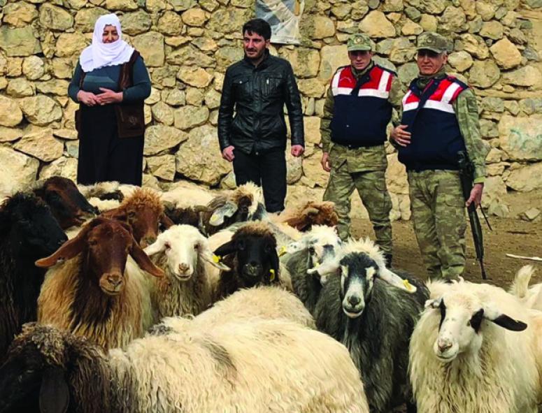 Kaybolan hayvanlar Jandarma ve halkın çalışması ile bulundu