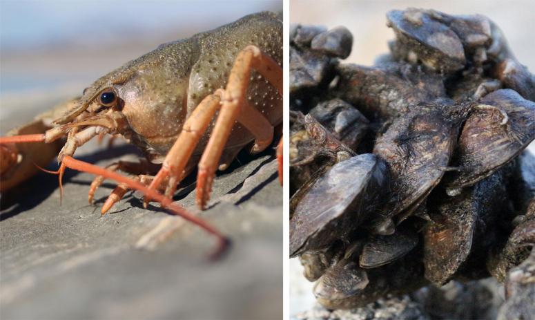 Van Gölü Havzası'ndaki yabancı türler tehlike oluşturuyor