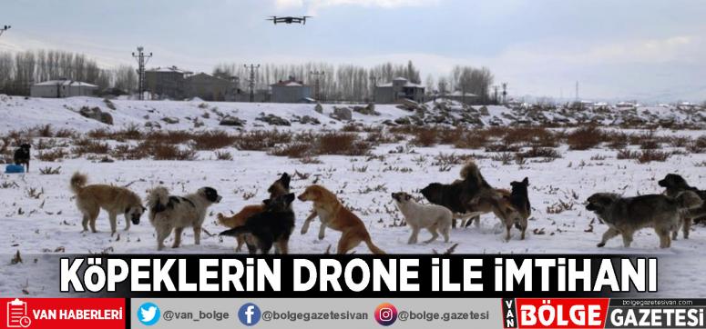 Köpeklerin drone ile imtihanı