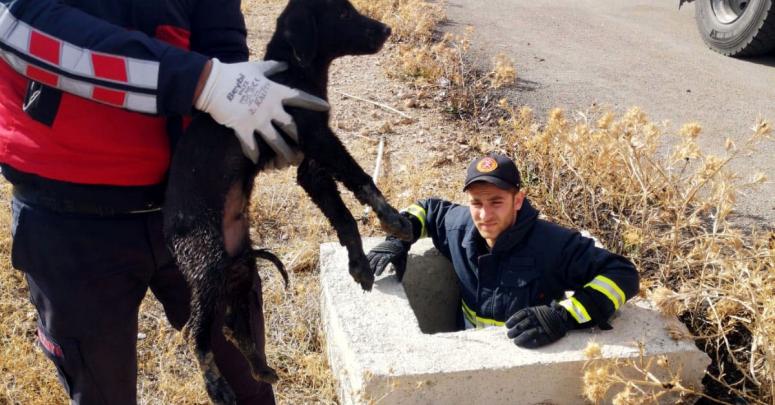 Çukura düşen yavru köpek kurtarıldı