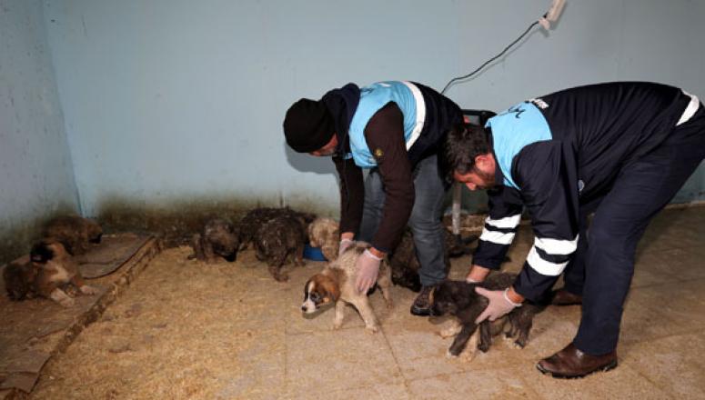 Büyükşehir Belediyesi yavru köpeklere sahip çıktı