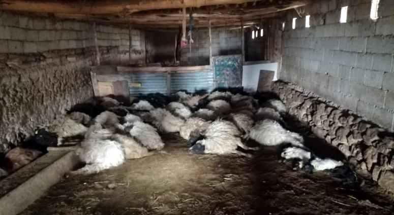 Kurt korkusu yüzünden 44 koyun telef oldu