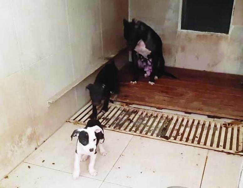Pitbull Terrier cinsi köpek ve yavrularına el konuldu 