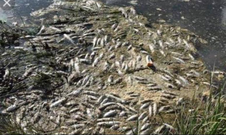 Van Balıkları göç yolunda ölüyor