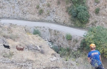 Kayalıklarda mahsur kalan keçiler kurtarıldı