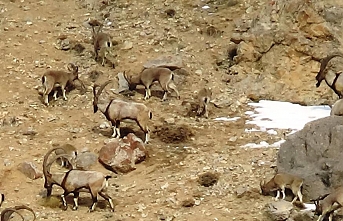 Yaban keçileri DKMP tarafından kayıt altına alınıyor