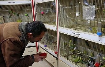 Depremden sonra ötücü kuşlara ilgi arttı