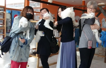 Japonlar Van Kedisi’ne hayran kaldı