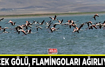 Erçek Gölü, flamingoları ağırlıyor