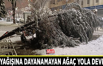 Kar yağışına dayanamayan ağaç yola devrildi